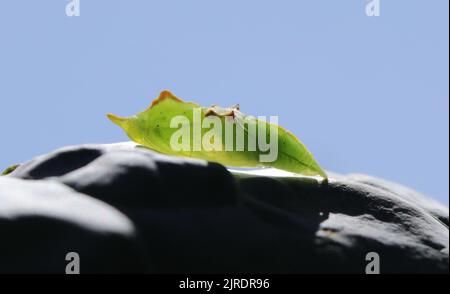 Kleiner weißer Schmetterling Chrysalis - mit sichtbaren Flügelvenen im Inneren Stockfoto