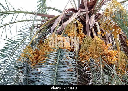 Palme mit gelben Datteln auf den Farmen am Westufer des Nils in Luxor, Ägypten Stockfoto