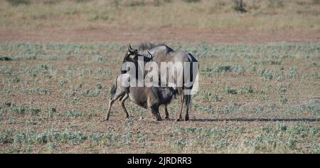 Blaue Gnus ( Connochaetes taurinus ) Kgalagadi Transfrontier Park, Südafrika Stockfoto
