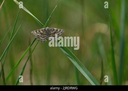 Gewöhnliche Heidemotte, die in der Natur auf einem Grashalm ruht Stockfoto