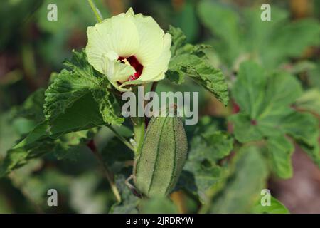 Okra-Anlage auf den Farmen am Westufer des Nils in Luxor, Ägypten Stockfoto