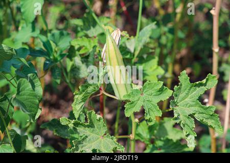 Okra-Anlage auf den Farmen am Westufer des Nils in Luxor, Ägypten Stockfoto