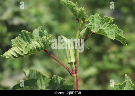 Okra-Anlage auf den Farmen am Westufer des Nils in Luxor, Ägypten Stockfoto