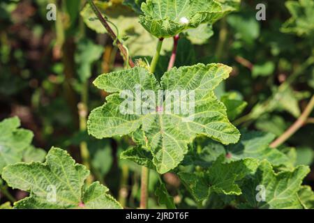 Okra-Anlage auf den Farmen am Westufer des Nils in Luxor, Ägypten Stockfoto