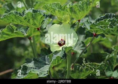 Okra-Anlage auf den Farmen am Westufer des Nils in Luxor, Ägypten Stockfoto