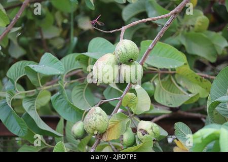 Grüne Guava-Früchte auf den Farmen am Westufer des Nils in Luxor, Ägypten Stockfoto
