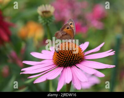 Ein Schmetterling und eine Biene während der Arbeit an den Blüten von Echinacea Stockfoto