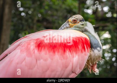 Porträt eines Rosenlöffelbills. Ein isolierter Platalea Ajaja mit grünem Hintergrund. Stockfoto