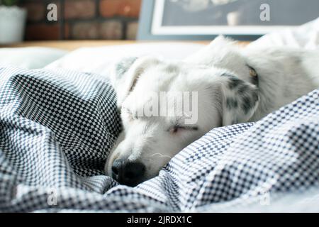 Ein süßer weißer Hund schläft auf der Decke im Bett. Stockfoto