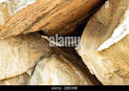 Eine große schwarze Mamba jagt in der Granitkoppie, die Heimat einer Gruppe von Bush Hyrax ist. Wenn sie neu geboren sind, werden die Mamba sie aktiv jagen Stockfoto