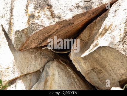 Eine große schwarze Mammah jagt in der Granitkopje, die Heimat einer Gruppe von Bush Hyrax ist. Wenn sie neu geboren sind, wird die Mammah sie aktiv jagen Stockfoto