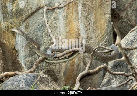 Eine große schwarze Mamba jagt im Granit Koppie, der Heimat einer Gruppe von Bush Hyrax ist. Wenn sie neu geboren sind, werden die Mamba aktiv jagen Stockfoto