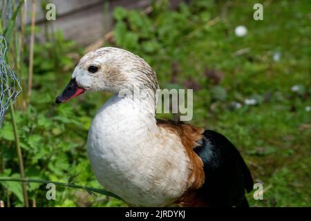 Eine Orinoco-Gans stand neben einem Zaun auf einer Wiese Stockfoto