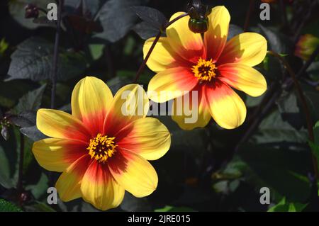 Zwei rot-gelbe Zwergdahlien „Moonfire“-Blumen, die im RHS Garden Harlow Carr, Harrogate, Yorkshire, Großbritannien, angebaut werden. Stockfoto