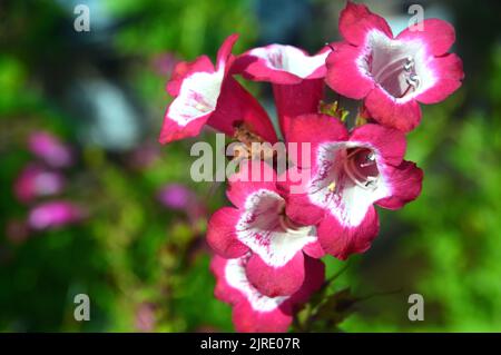 Penstemon Phoenix Magenta (Bartzunge), rosa/weiß, in Trompetenform, im RHS Garden Harlow Carr, Harrogate, Yorkshire, UK. Stockfoto