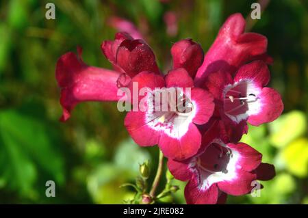 Penstemon Phoenix Magenta (Bartzunge), rosa/weiß, in Trompetenform, im RHS Garden Harlow Carr, Harrogate, Yorkshire, UK. Stockfoto