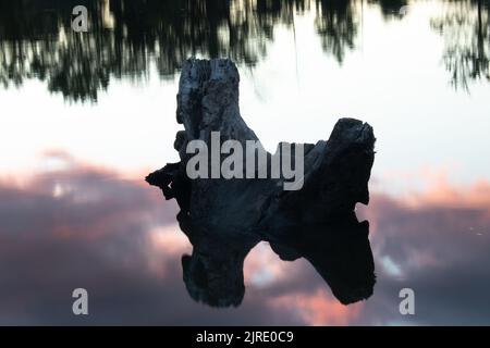 Ein großes gebrochenes Stück Treibholz, das auf einem See schwimmt Stockfoto