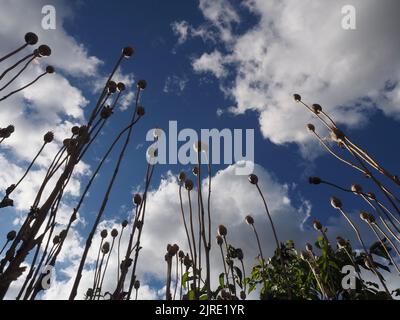 Weite Sicht auf selbstgesäte orientalische Mohnköpfe und -Stiele (papaver orientale) in einem wilden Garten, der zu einem leicht bewölkten blauen Himmel hinaufragt. Stockfoto