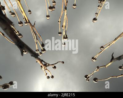 Weite Sicht auf selbstgesäte orientalische Mohnköpfe und -Stängel (papaver orientale), die sich bis zu einem grau-bewölkten Himmel hin zu einem drohenden Regen hinaufziehen. August 2022. Stockfoto