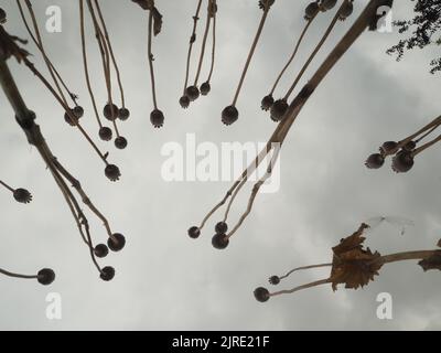 Weite Sicht auf selbstgesäte orientalische Mohnköpfe und -Stängel (papaver orientale), die sich bis zu einem grau-bewölkten Himmel hin zu einem drohenden Regen hinaufziehen. Juli 2022. Stockfoto