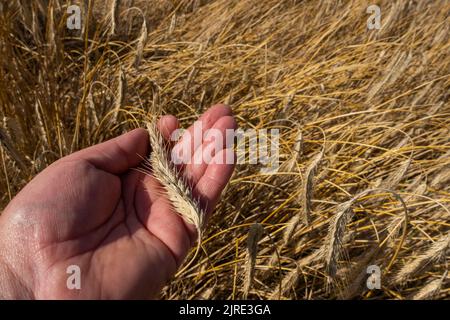 Eine Bauernhand, die die Qualität der Weizenohren vor der Ernte analysiert. Reifende Ähren von Weizen im Hintergrund Stockfoto