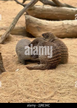 Eine Nahaufnahme von gebänderten Mongoosen, die auf einem Sand sitzen Stockfoto