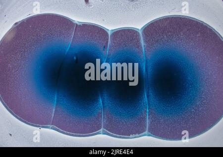 Petri Art - eine moderne Technik in der Malerei, wird durch Zugabe von alkoholischer Tinte zu Epoxid erstellt. Makrofoto kann als trendiger Hintergrund für Hintergrundbilder verwendet werden Stockfoto