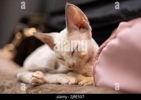 Weiße Katze, die auf der Couch liegt, schielt und gibt vor, eingeschlafen zu sein Stockfoto
