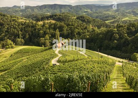 Berühmte herzförmige Straße in den Weinbergen Spicnik in Slowenien. Reihen Weinberge in der Nähe von Maribor, in der Nähe der österreichischen. Malerische Weinlandschaft und grüne Hügel. Stockfoto