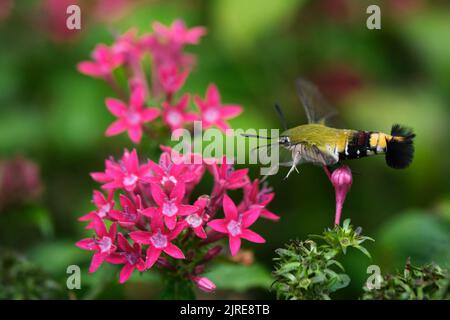 Eine kleine Biene saugt Honig in einem Park in Ho Chi Minh City Stockfoto