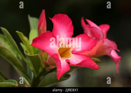 Porzellanblumen, Frangipani Blume, Farbe ist sehr reich mit exotischer Schönheit des Stammes und Wurzeln großen, glatten glänzenden grünen Blättern Stockfoto