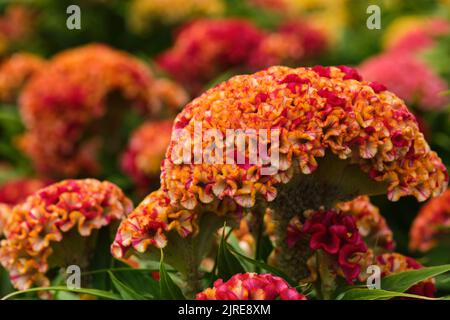 cockscomb sind interessante Zierpflanzen, ähnlich in Form und Verwendung zu Amaranth. Sie werden aufgrund ihrer hühnenkamm-ähnlichen Farbe A Cremtree genannt Stockfoto