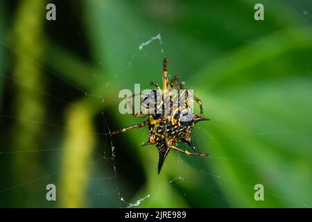 Wunderschöne Spinnen im Stadtpark von Ho Chi Minh Stockfoto