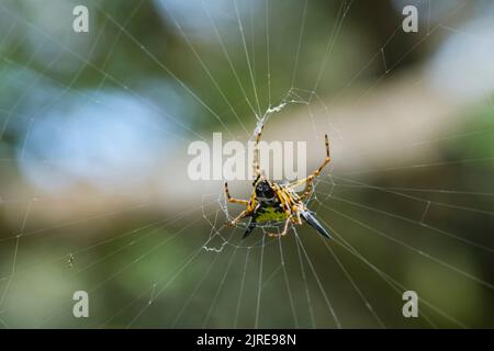 Wunderschöne Spinnen im Stadtpark von Ho Chi Minh Stockfoto