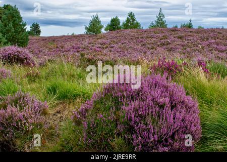 PURPLE HEATHER CALLUNA VULGARIS WÄCHST IM SPÄTSOMMER HIGHLAND SCOTLAND Stockfoto