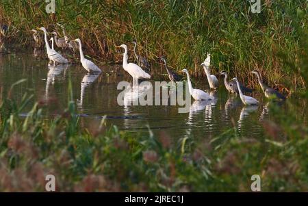 Trebbin, Deutschland. 22. August 2022. 22.08.2022, Trebbin. Weißreiher (Ardea alba) und Graureiher (Ardea cinerea) stehen im Licht der Morgensonne in der Nähe von Trebbin in Brandenburg an einem kleinen Wasserlauf, der aufgrund einer langen Trockenheit und Trockenheit einen besonders niedrigen Wasserstand aufweist. Dies wiederum erleichtert es Reihern, die verbleibenden Fische zu jagen, die den bisher fehlenden Wasserstand überlebt haben. Quelle: Wolfram Steinberg/dpa Quelle: Wolfram Steinberg/dpa/Alamy Live News Stockfoto