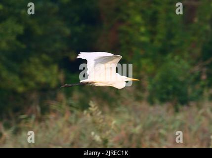 Trebbin, Deutschland. 22. August 2022. 22.08.2022, Trebbin. Ein Weißreiher (Ardea alba) fliegt im Licht der Morgensonne in der Nähe von Trebbin in Brandenburg über die Landschaft. Quelle: Wolfram Steinberg/dpa Quelle: Wolfram Steinberg/dpa/Alamy Live News Stockfoto