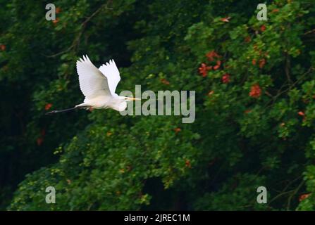 Trebbin, Deutschland. 22. August 2022. 22.08.2022, Trebbin. Ein Weißreiher (Ardea alba) fliegt im Licht der Morgensonne vor einer Baumgruppe bei Trebbin in Brandenburg. Quelle: Wolfram Steinberg/dpa Quelle: Wolfram Steinberg/dpa/Alamy Live News Stockfoto