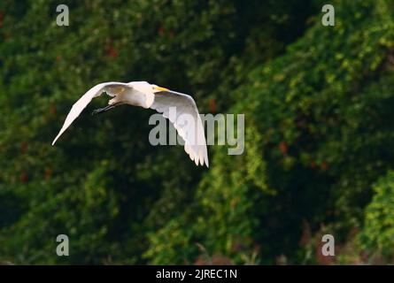 Trebbin, Deutschland. 22. August 2022. 22.08.2022, Trebbin. Ein Weißreiher (Ardea alba) fliegt im Licht der Morgensonne vor einer Baumgruppe bei Trebbin in Brandenburg. Quelle: Wolfram Steinberg/dpa Quelle: Wolfram Steinberg/dpa/Alamy Live News Stockfoto