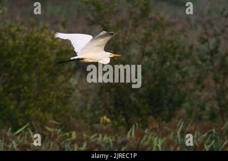 Trebbin, Deutschland. 22. August 2022. 22.08.2022, Trebbin. Ein Weißreiher (Ardea alba) fliegt im Licht der Morgensonne in der Nähe von Trebbin in Brandenburg über die Landschaft. Quelle: Wolfram Steinberg/dpa Quelle: Wolfram Steinberg/dpa/Alamy Live News Stockfoto