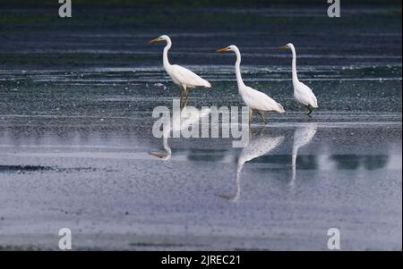 Trebbin, Deutschland. 22. August 2022. 22.08.2022, Trebbin. Drei Weißreiher (Ardea alba) stehen im Licht der Morgensonne in der Nähe von Trebbin in Brandenburg in einem See, der aufgrund einer langen Dürre und Dürre fast ausgetrocknet ist. Der niedrige Wasserstand macht es Reihern leichter, die verbleibenden Fische zu jagen, die den bisher fehlenden Wasserstand überlebt haben. Quelle: Wolfram Steinberg/dpa Quelle: Wolfram Steinberg/dpa/Alamy Live News Stockfoto