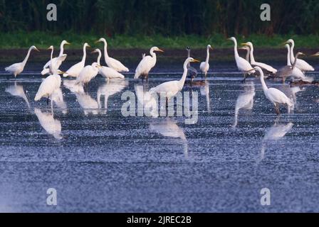 Trebbin, Deutschland. 22. August 2022. 22.08.2022, Trebbin. Weißreiher (Ardea alba) und zwei Graureiher stehen im Licht der Morgensonne in der Nähe von Trebbin in Brandenburg in einem See, der aufgrund einer langen Dürre und Dürre fast ausgetrocknet ist. Der niedrige Wasserstand macht es Reihern leichter, die verbleibenden Fische zu jagen, die den bisher fehlenden Wasserstand überlebt haben. Quelle: Wolfram Steinberg/dpa Quelle: Wolfram Steinberg/dpa/Alamy Live News Stockfoto