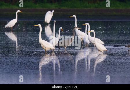 Trebbin, Deutschland. 22. August 2022. 22.08.2022, Trebbin. Großreiher (Ardea alba) und Graureiher stehen im Licht der Morgensonne in der Nähe von Trebbin in Brandenburg in einem See, der aufgrund einer langen Dürre und Dürre fast ausgetrocknet ist. Der niedrige Wasserstand macht es Reihern leichter, die verbleibenden Fische zu jagen, die den bisher fehlenden Wasserstand überlebt haben. Quelle: Wolfram Steinberg/dpa Quelle: Wolfram Steinberg/dpa/Alamy Live News Stockfoto