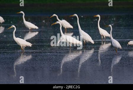 Trebbin, Deutschland. 22. August 2022. 22.08.2022, Trebbin. Weißreiher (Ardea alba) stehen im Licht der Morgensonne in der Nähe von Trebbin in Brandenburg in einem See, der aufgrund einer langen Dürre und Dürre fast ausgetrocknet ist. Der niedrige Wasserstand macht es Reihern leichter, die verbleibenden Fische zu jagen, die den bisher fehlenden Wasserstand überlebt haben. Quelle: Wolfram Steinberg/dpa Quelle: Wolfram Steinberg/dpa/Alamy Live News Stockfoto