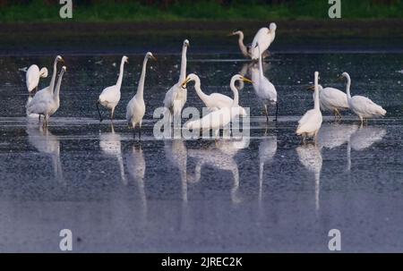 Trebbin, Deutschland. 22. August 2022. 22.08.2022, Trebbin. Weißreiher (Ardea alba) stehen im Licht der Morgensonne in der Nähe von Trebbin in Brandenburg in einem See, der aufgrund einer langen Dürre und Dürre fast ausgetrocknet ist. Der niedrige Wasserstand macht es Reihern leichter, die verbleibenden Fische zu jagen, die den bisher fehlenden Wasserstand überlebt haben. Quelle: Wolfram Steinberg/dpa Quelle: Wolfram Steinberg/dpa/Alamy Live News Stockfoto