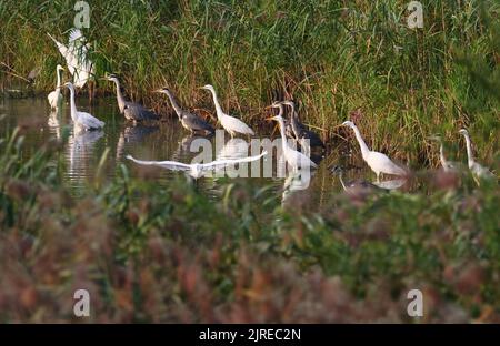 Trebbin, Deutschland. 22. August 2022. 22.08.2022, Trebbin. Weißreiher (Ardea alba) und Graureiher (Ardea cinerea) stehen im Licht der Morgensonne in der Nähe von Trebbin in Brandenburg an einem kleinen Wasserlauf, der aufgrund einer langen Trockenheit und Trockenheit einen besonders niedrigen Wasserstand aufweist. Dies wiederum erleichtert es Reihern, die verbleibenden Fische zu jagen, die den bisher fehlenden Wasserstand überlebt haben. Quelle: Wolfram Steinberg/dpa Quelle: Wolfram Steinberg/dpa/Alamy Live News Stockfoto
