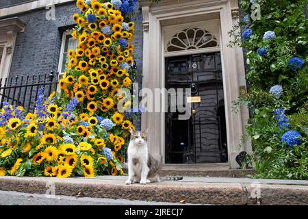 London ,Vereinigtes Königreich 24/08/2022. Larry the Cat, Chief Mouser der Nummer 10 Downing Street, sitzt neben der Tagesblumenanzeige des Ukrainian Independent Stockfoto