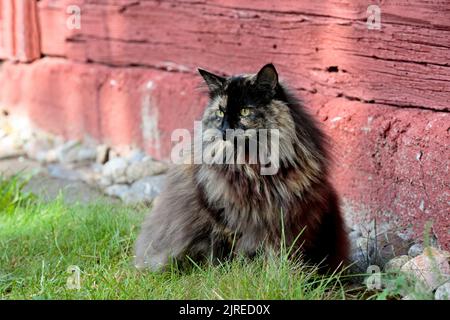 Eine norwegische Waldkatze, die draußen sitzt Stockfoto