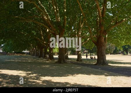 Von Bäumen gesäumte Avenue im Bruce Castle Park, Tottenham, North London, Großbritannien, während der Hitzewelle und Dürre im August 2022 Stockfoto