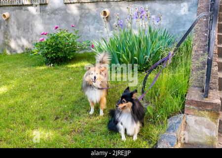 Zwei shetland-Schäferhunde stehen im Garten vor dem Haus. Stockfoto